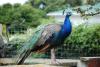 Peacock at Kaikoura Farm Park