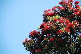 Pohutukawa Flowers