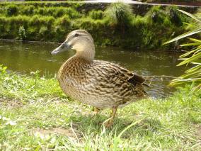 Proud Duck