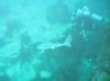 Scuba Diving Milford Sound