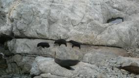 Seals near Kaikoura