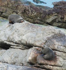 Sleeping Seals at Ohau Point