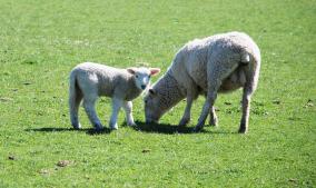 Spring Lamb with Mother