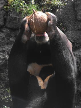 Sun Bear Drinking a Coconut