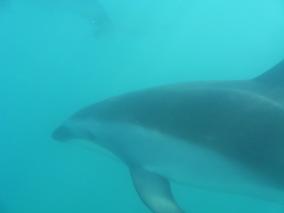 Surrounded by Dusky Dolphins