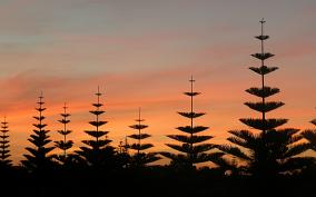 Tree Silhouette