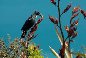 Tui feeding from Harakeke Flower