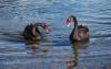 Two Black Swans at Lake Rotoiti