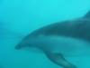 Underwater with the Dusky Dolphins