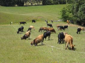 Waikato Cows