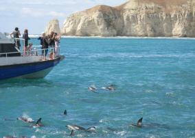 Watching Dusky Dolphins