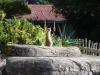Wellington Zoo Meerkat