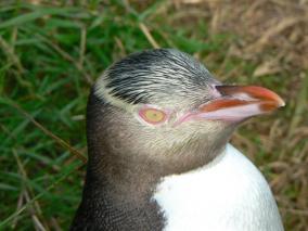 Yellow Eyed Penguin