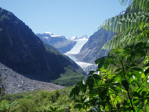 Fox Glacier