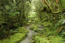 Milford Track