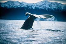 Kaikoura Whale Tail