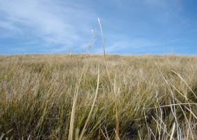 Alpine Grass