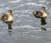 Baby Ducklings