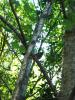 New Zealand Bellbird