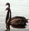 Black Swans on Lake Taupo