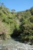 Brook Waimarama Sanctuary Forest