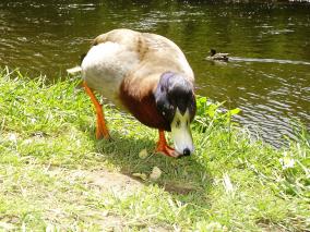 Charging Duck