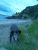 Our Dog at Cheltenham Beach