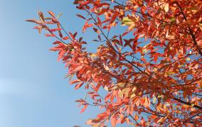 Colours of Autumn