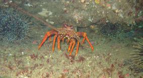 Crayfish & Kina