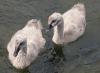 Baby Swans