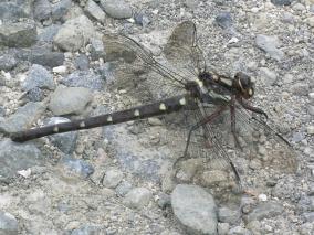 Dragonfly Having a Rest