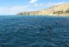 Dusky Dolphins of Kaikoura