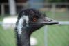 Emu Kaikoura