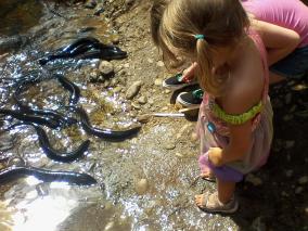 Feeding the eels