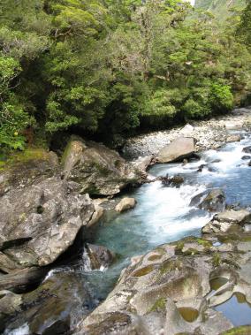 Fiordland Native Forest