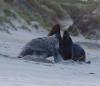 Fur Seal versus Sea Lion