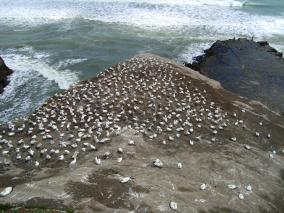 Gannet Colony - Muriwai