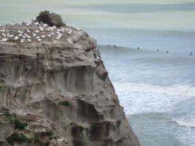 Gannet and surfers