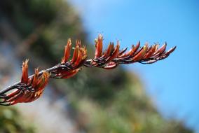 Harakeke Flower