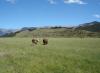 Hereford Cows