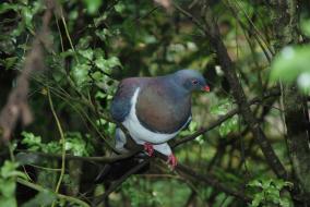 High Res Wood Pigeon