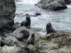 Seals in Kaikoura