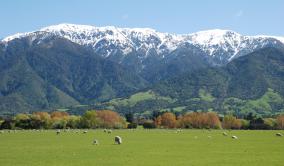 Kaikoura Sheep Farm