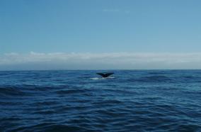 Kaikoura Sperm Whale