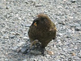 Kea Eating