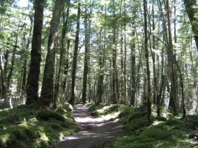 Kepler Track Forest