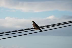 Kereru