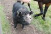 Kune Kune Pig Milo