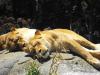 Lions Lazin' Around