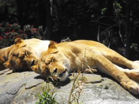 Lions Lazin' Around